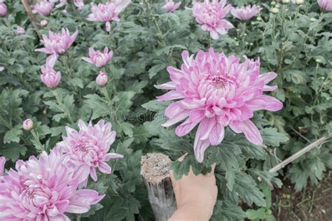 Colorful Chrysanthemum Flowers In A Gardensometimes Called Mums Flower