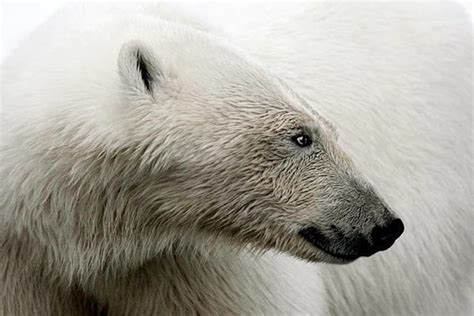Polar Bear Profile Polar Bear Bear Polar