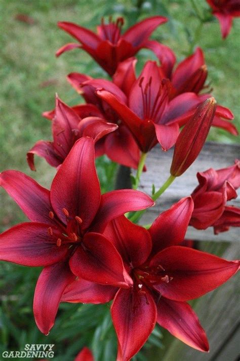 Types Of Lilies 8 Beautiful Cold Hardy Choices For The Garden