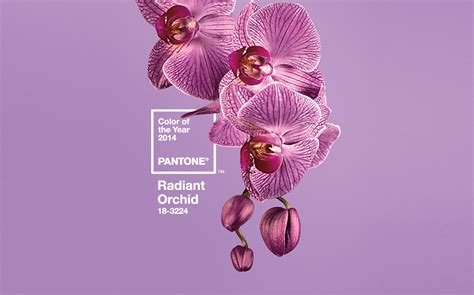 Graphics Radiant Orchid Pantone Color Of The Year 2014 Color