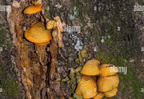 Edible Wild Mushrooms In Florida All Mushroom Info