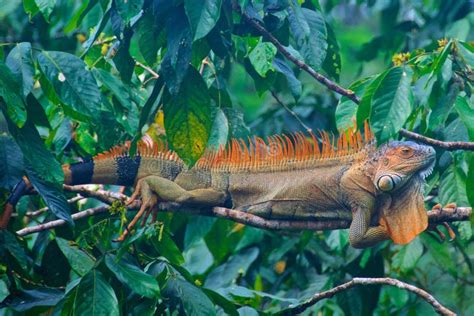 Colorful Iguana Found In The Rainforest In Costa Rica Stock Image