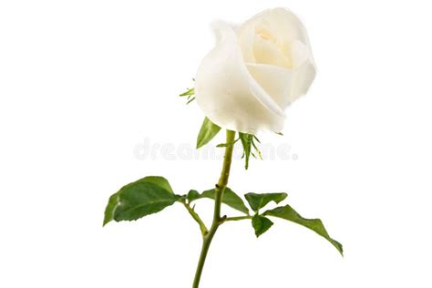 Two White Rose Isolated On White Background Stock Photo Image Of