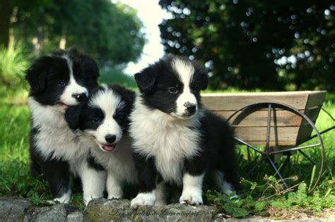 Border Collie Wallpapers Wallpaper Cave