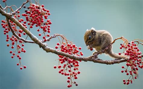 Mouse Eating Berries