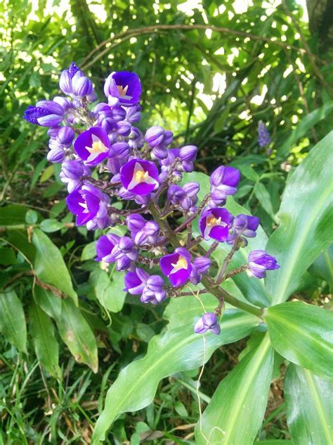 Greater galangal or blue ginger is a herb used in cooking in se asia, and also medicinally. Blue ginger | Plants, Ginger, Blue
