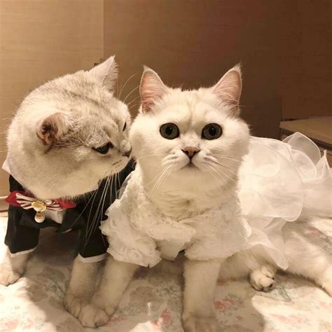 Everything You Need To Know About Bride Cat Wedding Dresses