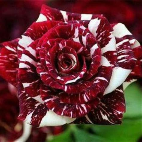 Cara Membuat Bunga Mawar Batik Terbaru