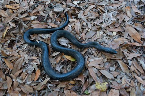 Eastern Indigo Snakes On The Move The Scrub Blog