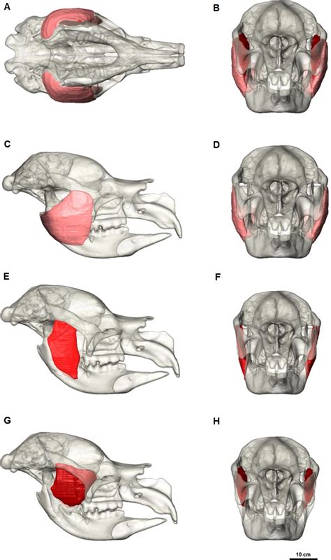 Ventral View A And Anterior View B Of The Three Masseter Muscle