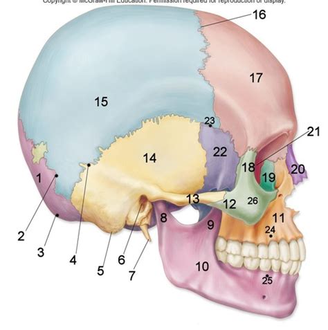 Facial Bones Flashcards Quizlet