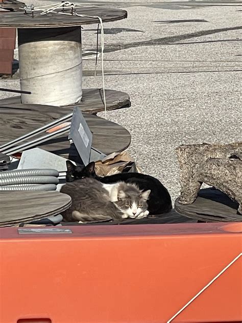 The Cats That Hangout At Work Everyday Just Chilling In Some Sunlight