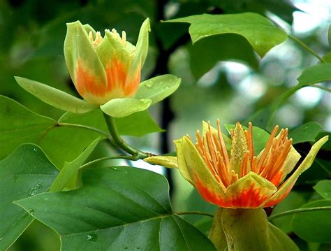 This Is What I Love About The Tulip Poplar Its Flowers Are So High Up