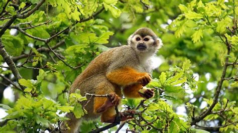 Descubren Nueva Especie De Mono Tití En Peligro De ExtinciÓn La