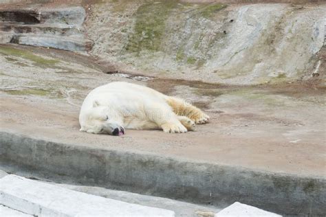 Sleeping Polar Bear In The Moscow Zoo Stock Photo Image Of Beast