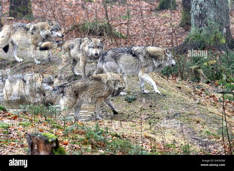 Canis Lupus Canids European Wolf Animal Gray Wolf Predators