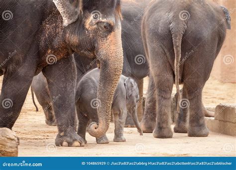 Baby Elephant Stays In A Herd Of Elephants Stock Image Image Of