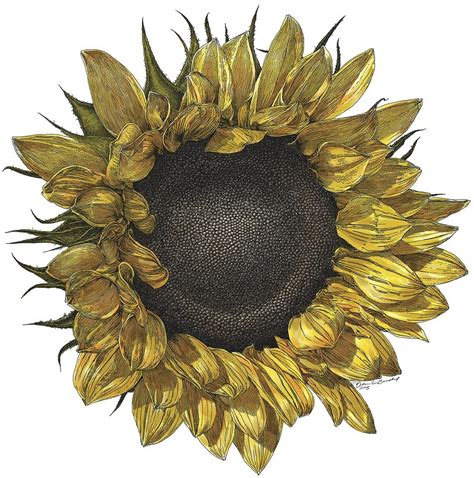Sunflower Drawing In Color Drawing By William Beauchamp Pixels