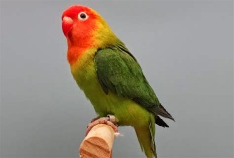 Jenis Lovebird Tercantik Di Dunia Gambar Penjelasannya