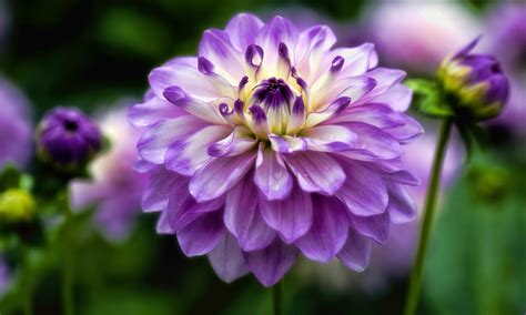 Dahlia Flower Hd Wallpapers Hd Wallpapers High Definition Free
