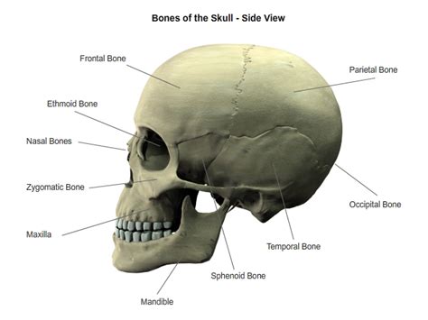 Skull has 8 bones in cranium and 14 in the face. Skull Fractures: Types, Causes, Symptoms & Treatment ...