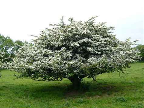 Types Of Hawthorn Trees How To Grow Hawthorn In The Landscape