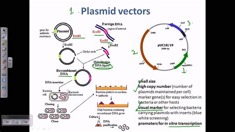Plasmid As A Cloning Vector Youtube