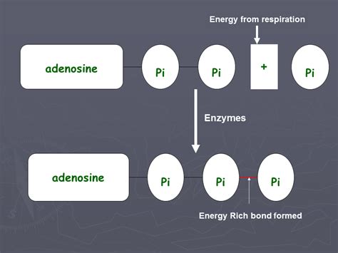 The aerobic energy system utilises proteins, fats, and carbohydrates (glycogen) to synthesise atp. ATP production - summary - SliderBase