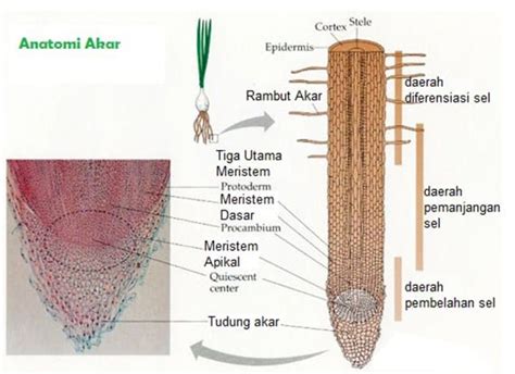 Gambar Akar Dan Bagian Bagiannya Hal