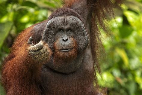 What Do Orangutans Eat Worldatlas