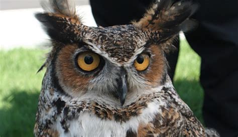 Great Horned Owl Wildlife Science Center