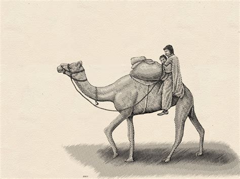 Camel Rider By Jangid Kheta On Dribbble