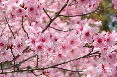 What Are The Most Beautiful Flower Trees Quora
