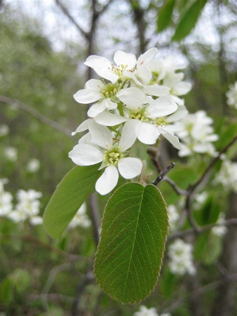 Dwarf Serviceberry Angiosperm Trees And Shrubs Of Massachusetts