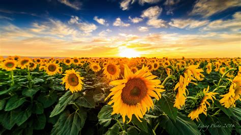 Nature Landscape Sunset The Field Sunflowers Bloom Hd