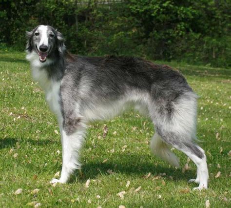 And to act as a guide for judges. borzoi dog photo | Borzoi Dog Breed Pictures And Images ...