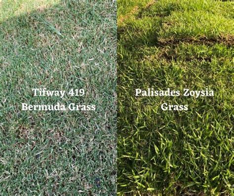 And east toward the carolinas. Should You Pick Bermuda Grass or Zoysia Grass Sod - Houston Grass