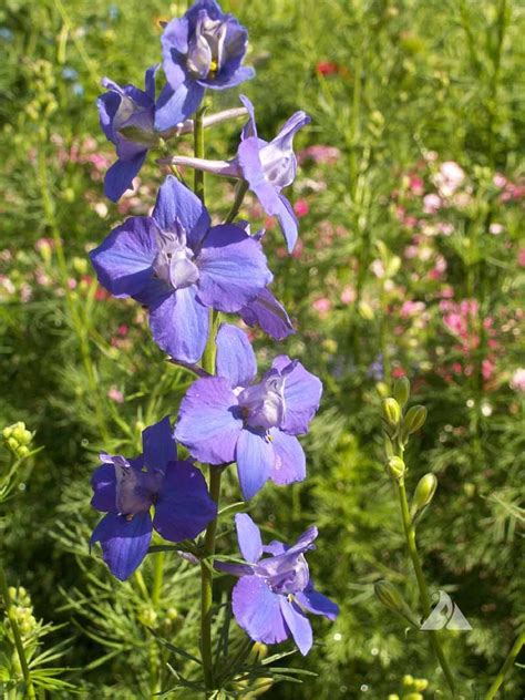 Rocket Larkspur Imperial Mix Delphinium Consolida Applewood Seed Co