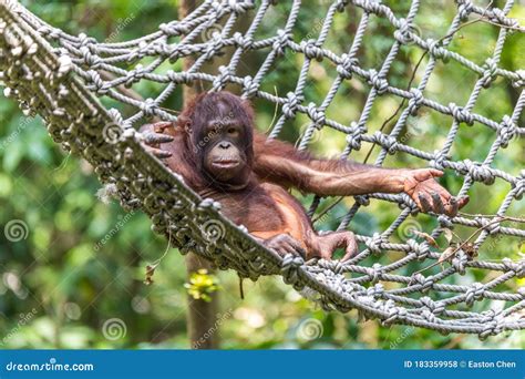 Orangutan Climbing In The Safari Stock Photo Image Of Primate