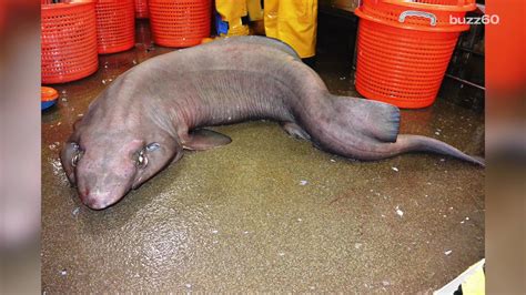 Extremely rare shark may be weirdest-looking animal ever