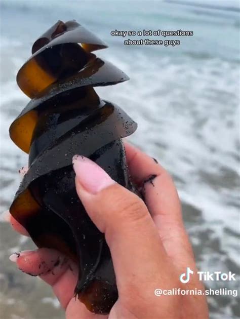 People Realise What Shark Eggs Look Like After Mistaking Them For Household Item Daily Star