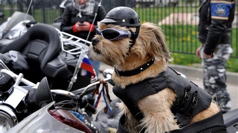 I have seen it once, but thats it if anyone can give me a hint or tip or any help at all, it will be truly ap. Daredevil Dog Rides On A Motorbike - YouTube