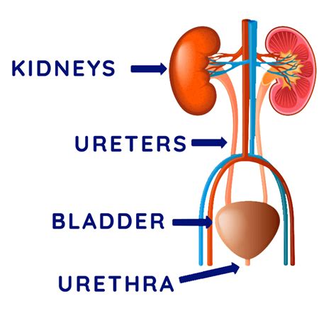 The Urinary System An Introduction To Its Structure And Function
