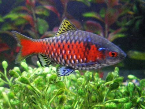 Rosy Barb Puntius Conchonius Betta Aquarium Tropical Fish Aquarium