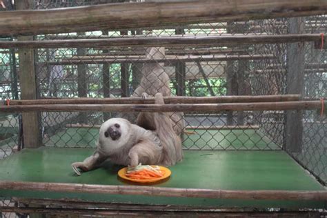 Inside Costa Ricas Sloth Sanctuary Horror Show Or A Solution To A
