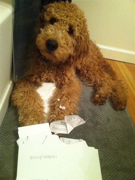 I Thought The Postman Put This Through For Me Funny Doodle Dog