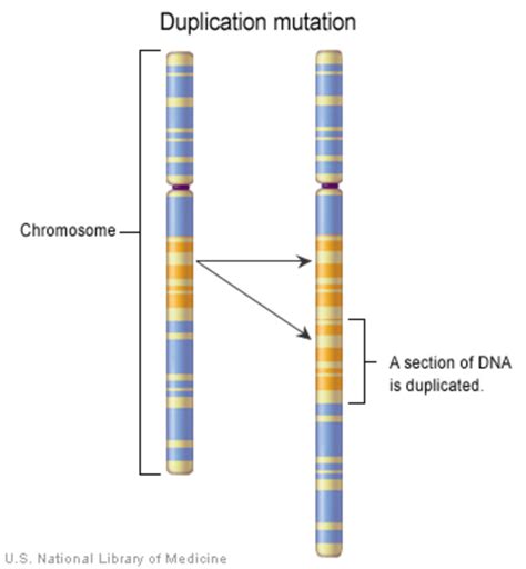 16p11 2 duplication medlineplus genetics
