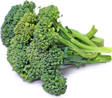 Baby Sprouting Calabrese Broccoli Information And Facts