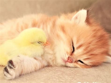 Cat Video Kitten And Baby Chicken Sleep Sweetly Together Cute And
