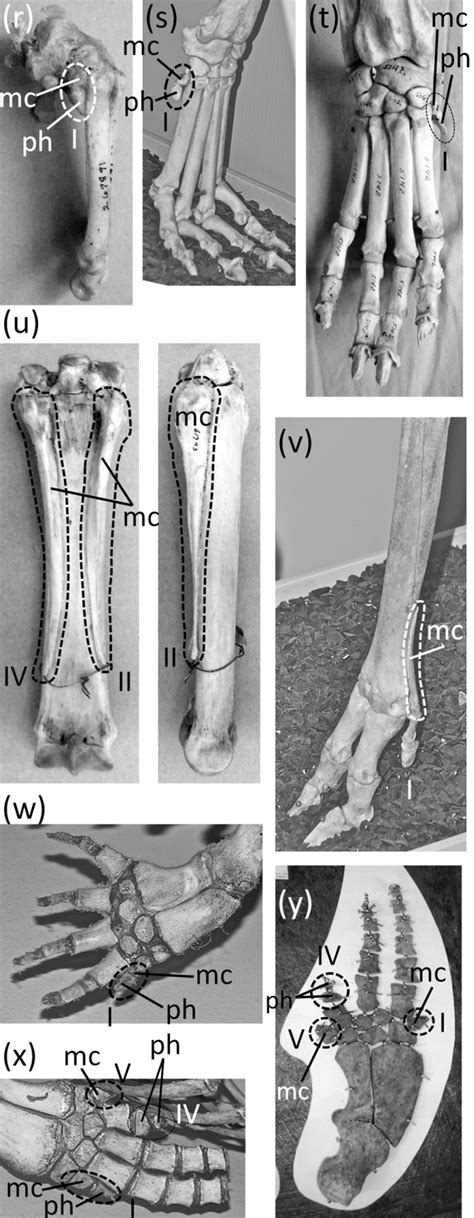 A Critical Survey Of Vestigial Structures In The Postcranial Skeletons